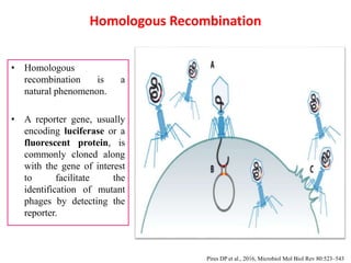• Homologous
recombination is a
natural phenomenon.
• A reporter gene, usually
encoding luciferase or a
fluorescent protein, is
commonly cloned along
with the gene of interest
to facilitate the
identification of mutant
phages by detecting the
reporter.
Homologous Recombination
Pires DP et al., 2016, Microbiol Mol Biol Rev 80:523–543
 