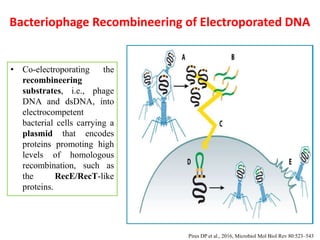 Bacteriophage Recombineering of Electroporated DNA
• Co-electroporating the
recombineering
substrates, i.e., phage
DNA and dsDNA, into
electrocompetent
bacterial cells carrying a
plasmid that encodes
proteins promoting high
levels of homologous
recombination, such as
the RecE/RecT-like
proteins.
Pires DP et al., 2016, Microbiol Mol Biol Rev 80:523–543
 