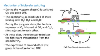 Mechanism of Molecular switching
• During the lysogeny phase CI is switched
ON and cro is OFF.
• The operator OR is constituted of three
binding sites ORI, ORII and ORIII
• During the lysogenic state, the lambda
repressor at OR is bound at ORI and ORII,
sites adjacent to each other.
• At these sites, the repressor represses
the right ward transcription from the
promoter PR.
• The expression of cro and other lytic
genes is therefore turned OFF.
 