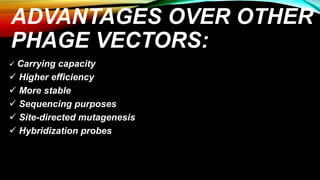 ADVANTAGES OVER OTHER
PHAGE VECTORS:
 Carrying capacity
 Higher efficiency
 More stable
 Sequencing purposes
 Site-directed mutagenesis
 Hybridization probes
 