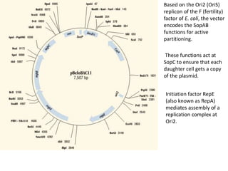 Based on the Ori2 (OriS)
replicon of the F (fertility)
factor of E. coli, the vector
encodes the SopAB
functions for active
partitioning.
These functions act at
SopC to ensure that each
daughter cell gets a copy
of the plasmid.
Initiation factor RepE
(also known as RepA)
mediates assembly of a
replication complex at
Ori2.
 