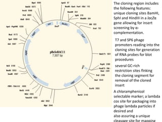 The cloning region includes
the following features:
unique cloning sites BamHI,
SphI and HindIII in a lacZα
gene allowing for insert
screening by α-
complementation.
T7 and SP6 phage
promoters reading into the
cloning sites for generation
of RNA probes for blot
procedures
several GC-rich
restriction sites flnking
the cloning segment for
removal of the cloned
insert
A chloramphenicol
selectable marker; a lambda
cos site for packaging into
phage lambda particles if
desired and
also assuring a unique
 