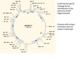 A loxP site for specifi
cleavage by Cre
recombinase in the
presence of loxP
oligonucleotide
Enzymes with unique
restriction sites are
shown in bold type.
 