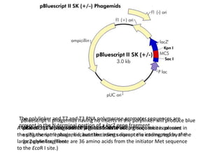 The polylinker and T7 and T3 RNA polymerase promoter sequences are
present in the N-terminal portion of a lacZ gene fragment.A total of 131 amino acids of β-galactosidase coding sequence is present in
the pBluescript II phagemid, but the coding sequence is interrupted by the
large polylinker. (There are 36 amino acids from the initiator Met sequence
to the EcoR I site.)
pBluescript II phagemids having no inserts in the polylinker will produce blue
colonies in the appropriate strains of bacteria.pBluescript II phagemids that have inserts will produce white colonies
using the same strain, because the inserts disrupt the coding region of the
lacZ gene fragment
 