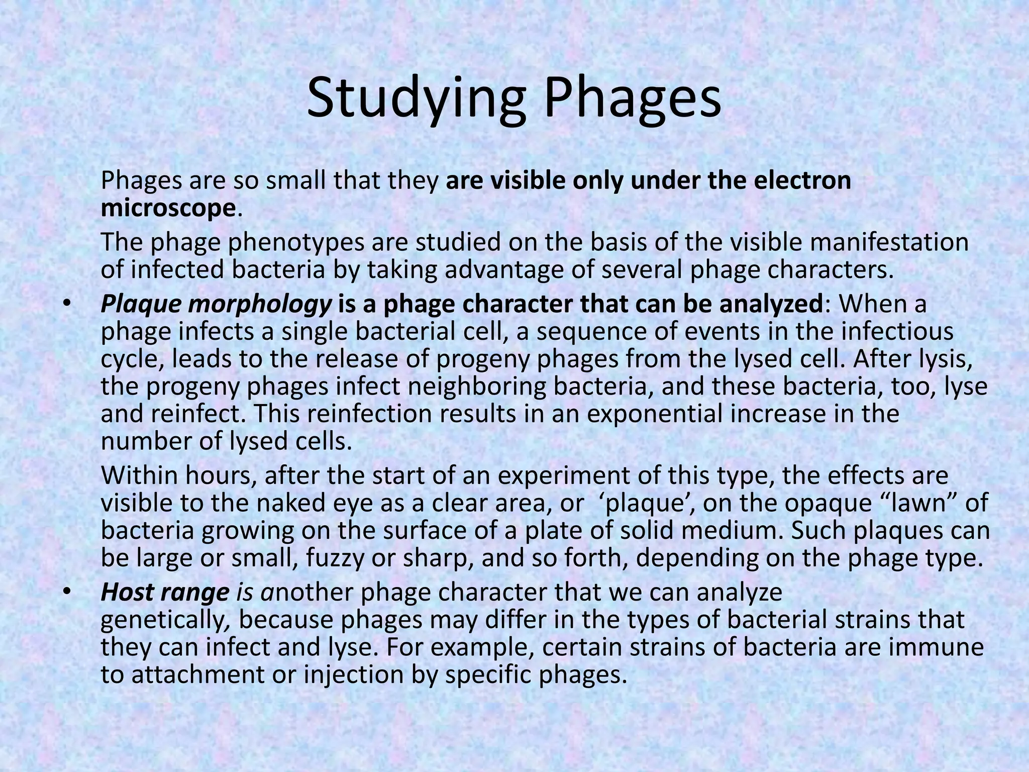 Studying Phages
Phages are so small that they are visible only under the electron
microscope.
The phage phenotypes are studied on the basis of the visible manifestation
of infected bacteria by taking advantage of several phage characters.
• Plaque morphology is a phage character that can be analyzed: When a
phage infects a single bacterial cell, a sequence of events in the infectious
cycle, leads to the release of progeny phages from the lysed cell. After lysis,
the progeny phages infect neighboring bacteria, and these bacteria, too, lyse
and reinfect. This reinfection results in an exponential increase in the
number of lysed cells.
Within hours, after the start of an experiment of this type, the effects are
visible to the naked eye as a clear area, or ‘plaque’, on the opaque “lawn” of
bacteria growing on the surface of a plate of solid medium. Such plaques can
be large or small, fuzzy or sharp, and so forth, depending on the phage type.
• Host range is another phage character that we can analyze
genetically, because phages may differ in the types of bacterial strains that
they can infect and lyse. For example, certain strains of bacteria are immune
to attachment or injection by specific phages.
 