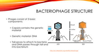 Phage presentation- The Isolation and Characterization of ...