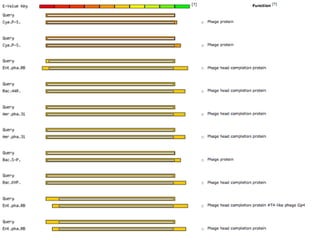 phiRAST Tutorial - The 19th Evergreen Phage Meeting 2011