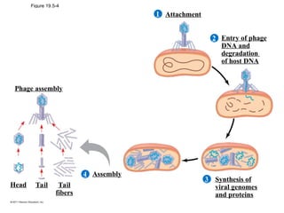 basics of bacteriophage structure and replication.ppt