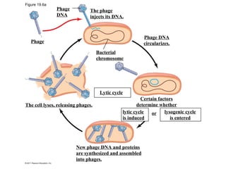 basics of bacteriophage structure and replication.ppt