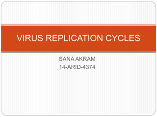 SANA AKRAM
14-ARID-4374
VIRUS REPLICATION CYCLES
 