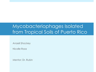 Mycobacteriophages Isolated
from Tropical Soils of Puerto Rico
Anaeli Shockey
Nicolle Rosa
Mentor: Dr. Rubin
 