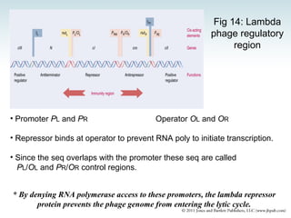 Phage stratagies | PPT
