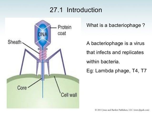 Phage stratagies
