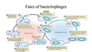 Fates of bacteriophages
 