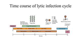 Time course of lytic infection cycle
 