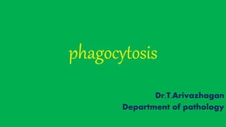 phagocytosis
Dr.T.Arivazhagan
Department of pathology
 