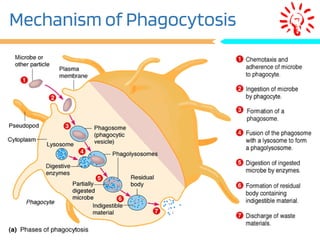 Mechanism of Phagocytosis
 
