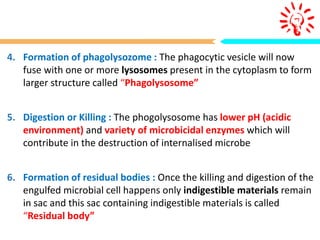 4. Formation of phagolysozome : The phagocytic vesicle will now
fuse with one or more lysosomes present in the cytoplasm to form
larger structure called “Phagolysosome”
5. Digestion or Killing : The phogolysosome has lower pH (acidic
environment) and variety of microbicidal enzymes which will
contribute in the destruction of internalised microbe
6. Formation of residual bodies : Once the killing and digestion of the
engulfed microbial cell happens only indigestible materials remain
in sac and this sac containing indigestible materials is called
“Residual body”
 