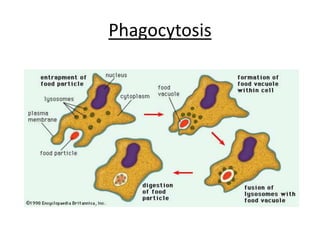Phagocytosis