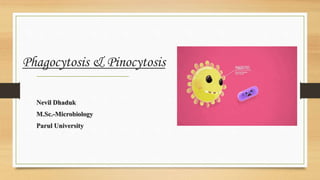 Phagocytosis & Pinocytosis
Nevil Dhaduk
M.Sc.-Microbiology
Parul University
 