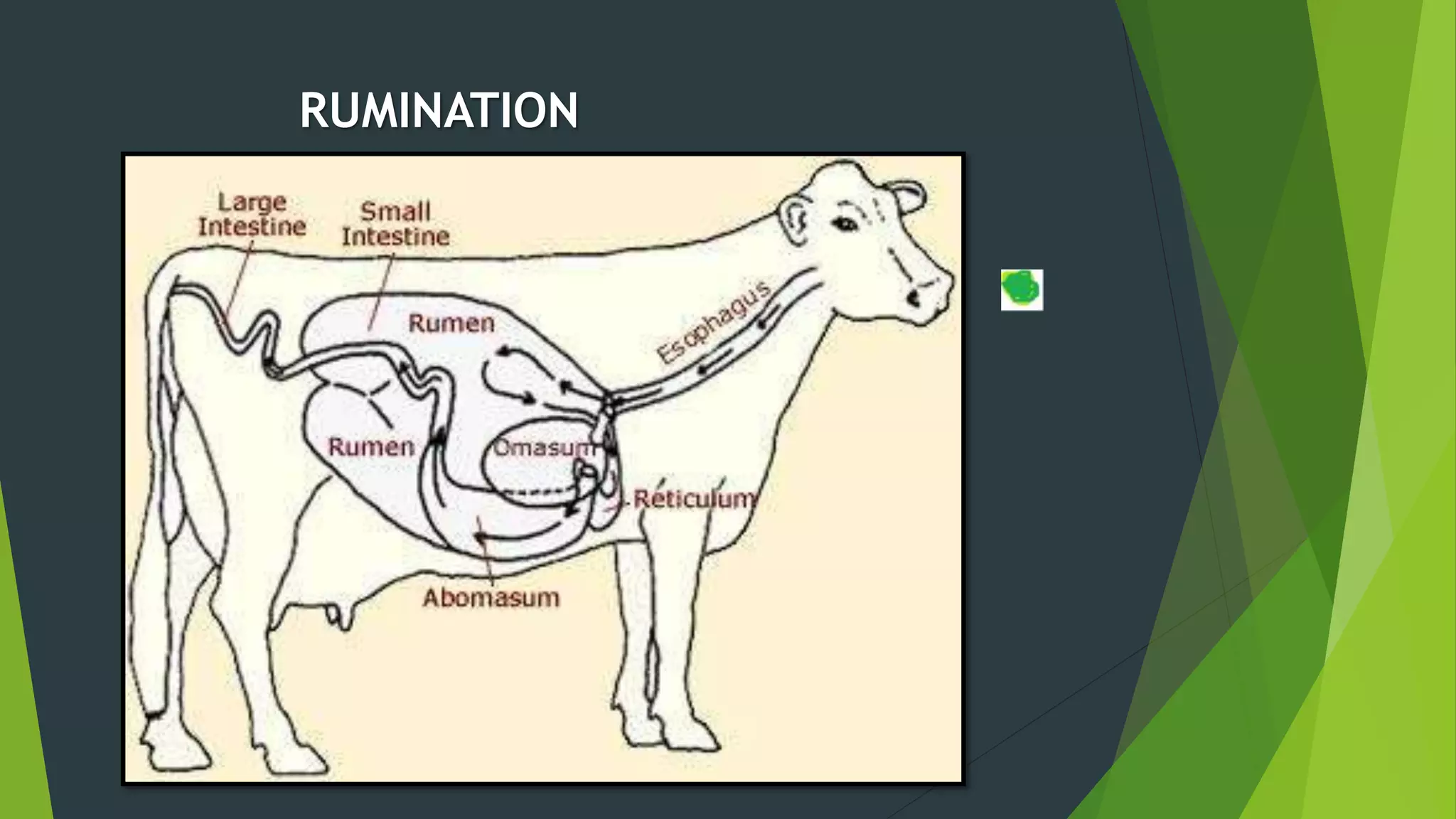 Rumination In Animals Rumination & Digestion in Amoeba | PPTX