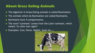 Rumination In Animals Rumination & Digestion in Amoeba | PPTX