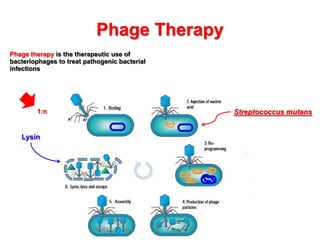 Phage Therapy
Phage therapy is the therapeutic use of
bacteriophages to treat pathogenic bacterial
infections

1:n

Lysin

Streptococcus mutans

 