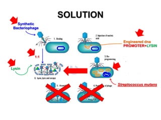 SOLUTION
Synthetic
Bacteriophage

Engineered dna
PROMOTER+LYSIN
1:1

Lysin

Streptococcus mutans

 