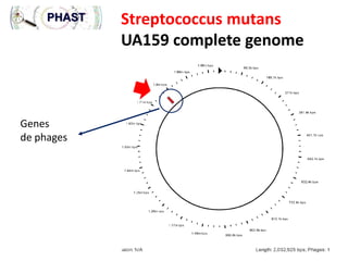 Streptococcus mutans
UA159 complete genome

Genes
de phages

 