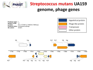 Streptococcus mutans UA159
genome, phage genes

 