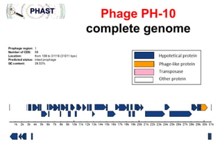 Phage PH-10
complete genome

 