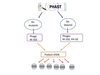 Str.
downei

Str.
mutants

Phages
M-102, PH-10

Phage
M-102

Protein LYSIN

 