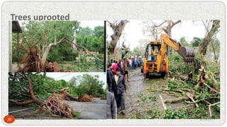 Trees uprooted
2/1/201730 Manas Ranjan Panda,School of Water Resources
 