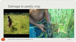 Damage to paddy crop
2/1/201733 Manas Ranjan Panda,School of Water Resources
 