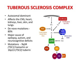 TUBEROUS SCLEROSIS COMPLEX
• Autosomal dominant
• Affects the CNS, heart,
kidneys, liver, skin, and
lungs.
• De novo mutations -
80%
• Major cause of
epilepsy, autism, and
neurocognitive deficits
• Mutations - 9q34
(TSC1) hamartin or
16p13 (TSC2) tuberin
 