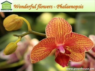 Wonderful flowers - Phalaenopsis




                        www.greenhouse.am
 