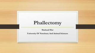 Phallectomy
Shahzad Hur
University Of Veterinary And Animal Sciences
 