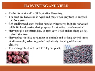 Phalsa | PPTX