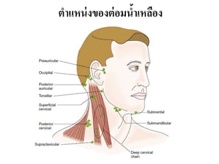 ตำแหน่งของต่อมน้ำเหลือง
 