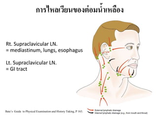 กำรไหลเวียนของต่อมน้ำเหลือง
Rt. Supraclavicular LN.
= mediastinum, lungs, esophagus
Lt. Supraclavicular LN.
= GI tract
Bate’s Guide to Physical Examinationand HistoryTaking, P 163.
 