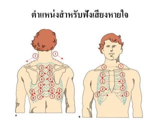 ตำแหน่งสำหรับฟังเสียงหำยใจ
 