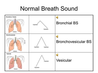 Normal Breath Sound
Bronchial BS
Bronchovesicular BS
Vesicular
 