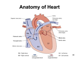89
Anatomy of Heart
 