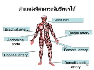 90
ตาแหน่งที่สามารถจับชีพจรได้
Carotid artery
Brachial artery
Radial artery
Abdominal
aorta
Femoral artery
Popiteal artery
Dorsalis pedis
artery
 