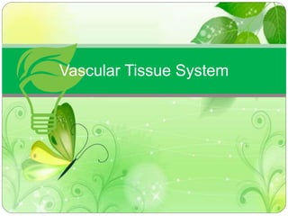 Vascular Tissue System 
 