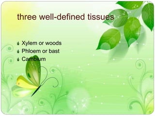 three well-defined tissues 
Xylem or woods 
Phloem or bast 
Cambium 
 