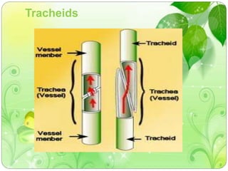 Tracheids 
 