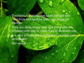  Tracheids is a elongated,tubes-like cell with 
hard,thick,and lignified walls and large cell 
cavities. 
 They are dead,empty cells and their walls are 
provided with one or more rows of bordered pits. 
 It is also annular,spiral,scalariform or pitted (with 
simple pits) 
 Not vessel 
 