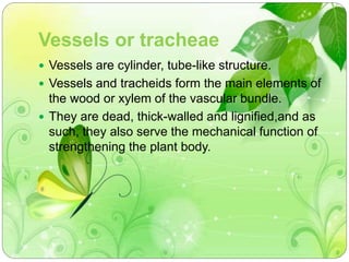 Vessels or tracheae 
 Vessels are cylinder, tube-like structure. 
 Vessels and tracheids form the main elements of 
the wood or xylem of the vascular bundle. 
 They are dead, thick-walled and lignified,and as 
such, they also serve the mechanical function of 
strengthening the plant body. 
 