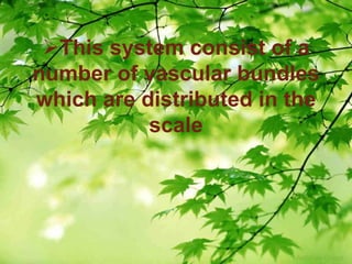 This system consist of a 
number of vascular bundles 
which are distributed in the 
scale 
 